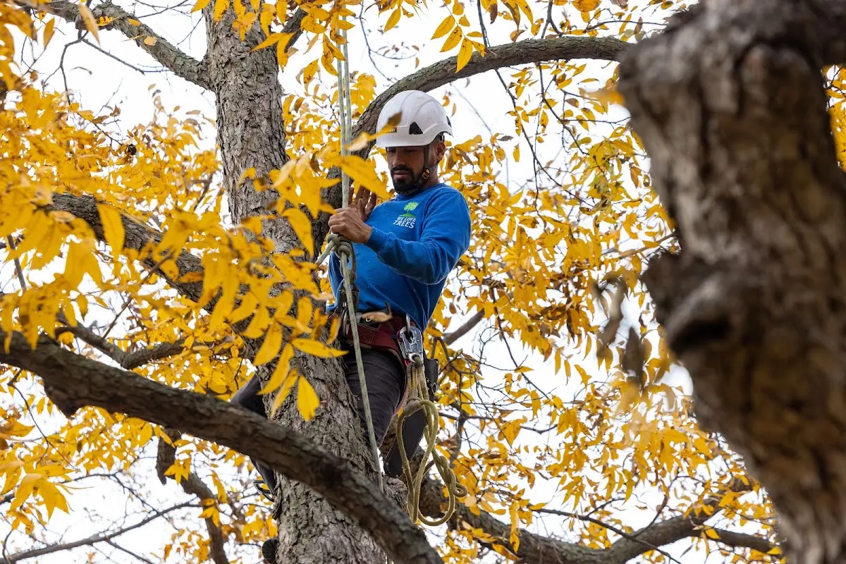 Skilled Tree Planing crew working in Toyah