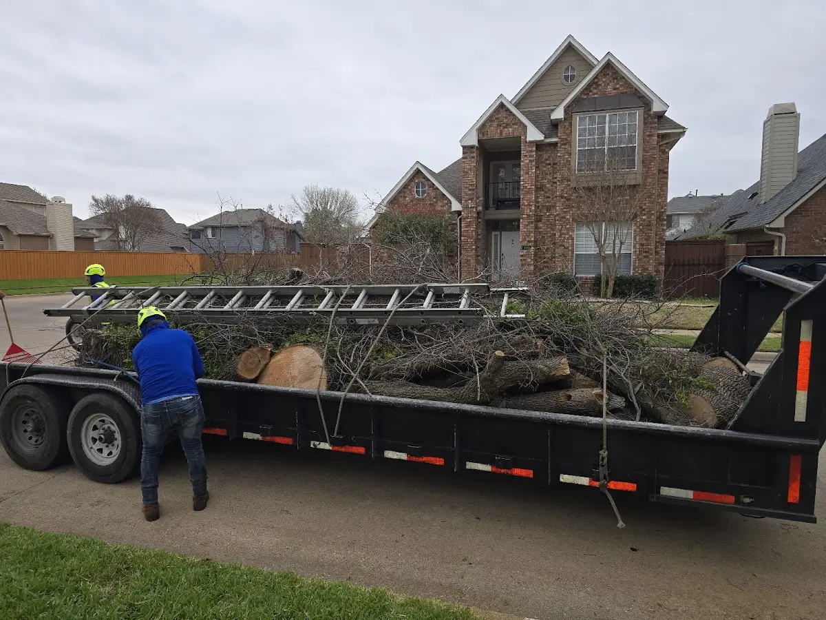 Expert Tree Removal with proper safety equipment in Toyah